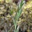 Blütenfoto Festuca ovina aggr.