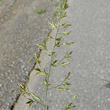 Blütenfoto Festuca pratensis