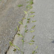 Portraitfoto Festuca pratensis