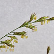 Portraitfoto Festuca pratensis