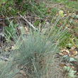 Habitusfoto Festuca valesiaca aggr.