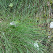 Blätterfoto Festuca varia aggr.