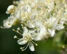 Blütenfoto Filipendula ulmaria