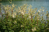 Habitusfoto Filipendula ulmaria