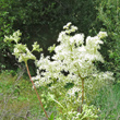 Portraitfoto Filipendula ulmaria