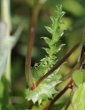 Blätterfoto Filipendula vulgaris