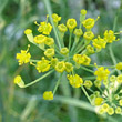 Blütenfoto Foeniculum vulgare