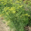 Habitusfoto Foeniculum vulgare