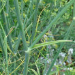 Stängel-/Stammfoto Foeniculum vulgare