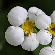 Portraitfoto Fragaria moschata