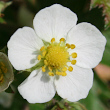 Portraitfoto Fragaria vesca