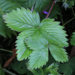 Blätterfoto Fragaria vesca