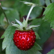 Fruchtfoto Fragaria vesca