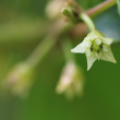 Blütenfoto Frangula alnus