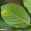 Foto von Besonderheit Frangula alnus