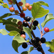 Fruchtfoto Frangula alnus