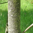 Stängel-/Stammfoto Frangula alnus