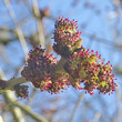 Blütenfoto Fraxinus excelsior