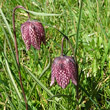 Portraitfoto Fritillaria meleagris