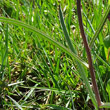 Blätterfoto Fritillaria meleagris