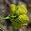 Foto Kelch Fumana procumbens