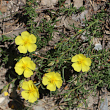 Habitusfoto Fumana procumbens