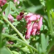 Portraitfoto Fumaria officinalis ssp. wirtgenii