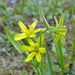 Blütenfoto Gagea lutea