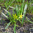 Habitusfoto Gagea lutea