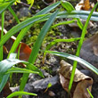 Blätterfoto Gagea lutea