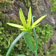 Blütenfoto Gagea pratensis