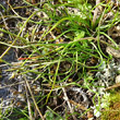 Blätterfoto Gagea saxatilis