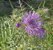 Portraitfoto Galactites tomentosus