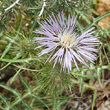 Blütenfoto Galactites tomentosus