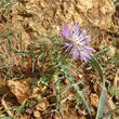 Habitusfoto Galactites tomentosus