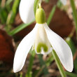 Portraitfoto Galanthus nivalis