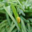 Fruchtfoto Galanthus nivalis