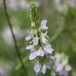 Portraitfoto Galega officinalis