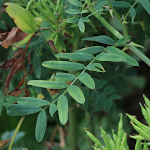 Blätterfoto Galega officinalis