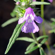 Blütenfoto Galeopsis angustifolia