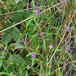 Habitusfoto Galeopsis angustifolia