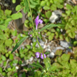 Stängel-/Stammfoto Galeopsis angustifolia