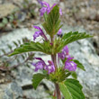 Portraitfoto Galeopsis ladanum