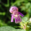 Blütenfoto Galeopsis pubescens