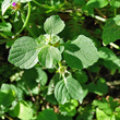 Blätterfoto Galeopsis pubescens