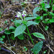 Foto von Besonderheit Galeopsis speciosa