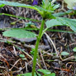 Stängel-/Stammfoto Galeopsis speciosa