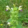 Foto Kelch Galeopsis speciosa