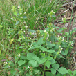 Habitusfoto Galeopsis speciosa