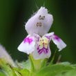 Blütenfoto Galeopsis tetrahit